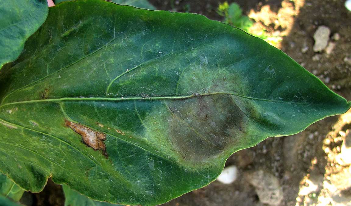 Busuk Daun Fitoftora