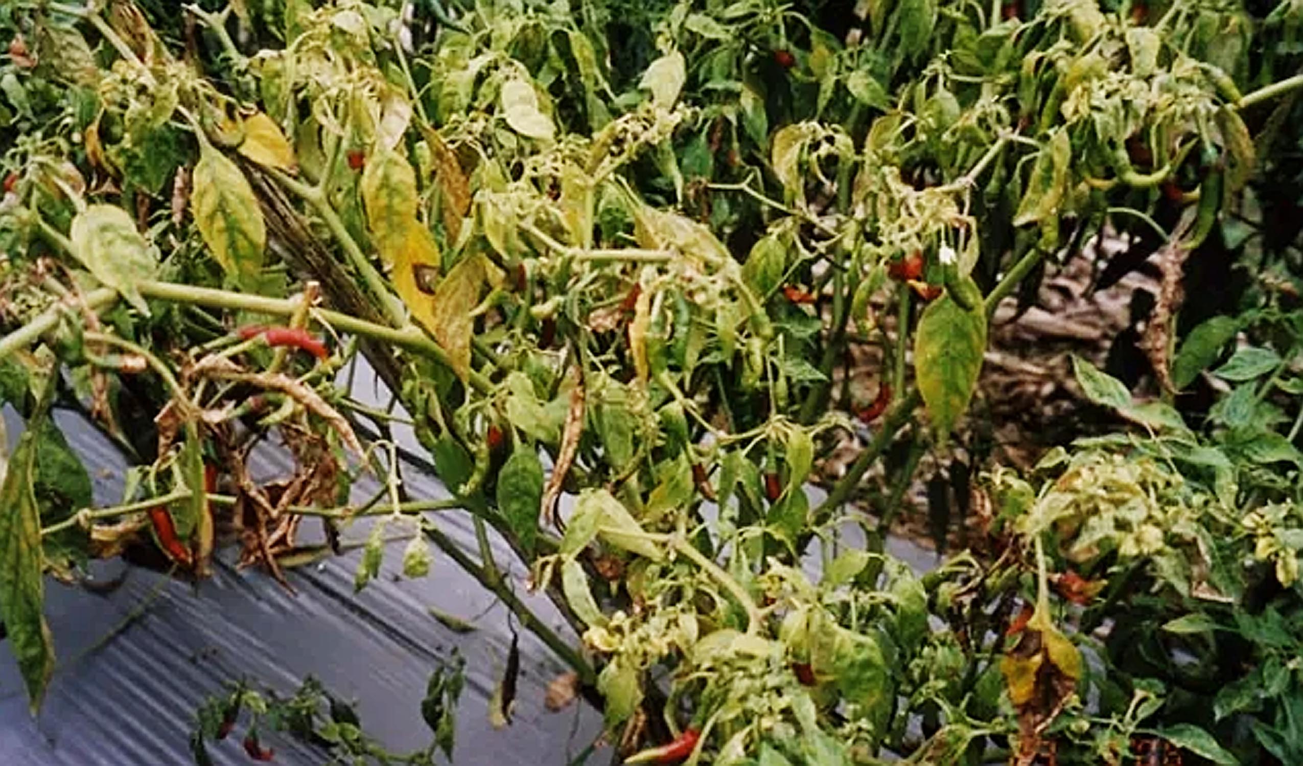 Layu Fusarium