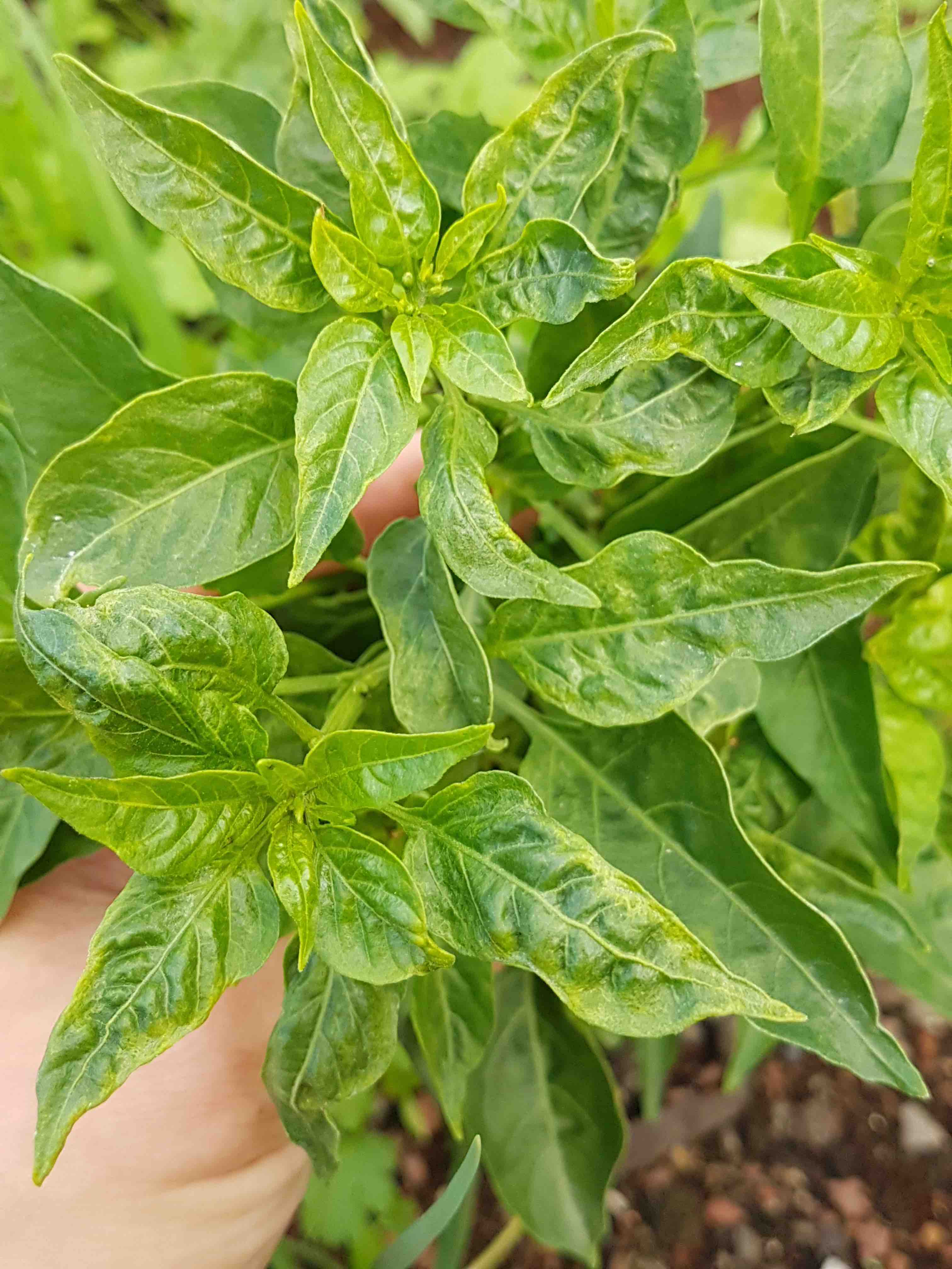 Kerupuk